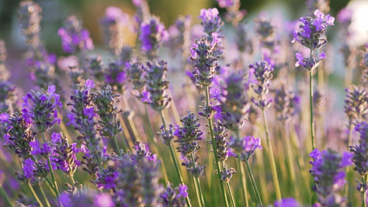 Lavanda Apartments & Room Sveti Lovreč Pazenatički Екстериор снимка